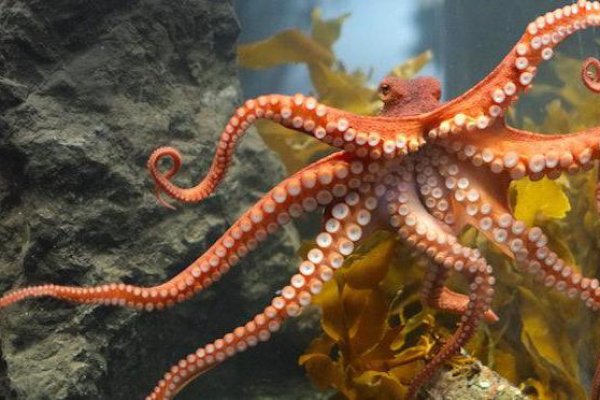 Магазин веществ кракен